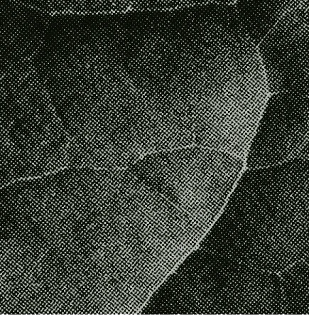 Close-up of a textured black and white leaf pattern with dot shading technique.